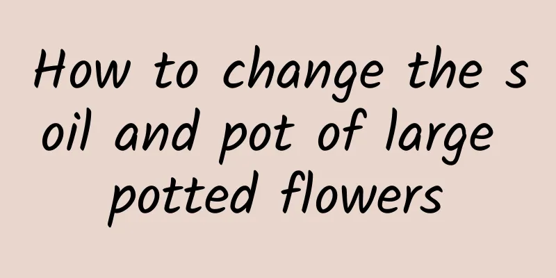 How to change the soil and pot of large potted flowers