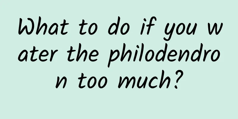 What to do if you water the philodendron too much?