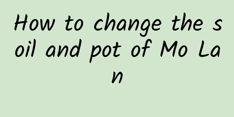 How to change the soil and pot of Mo Lan