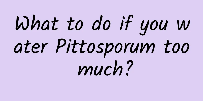 What to do if you water Pittosporum too much?