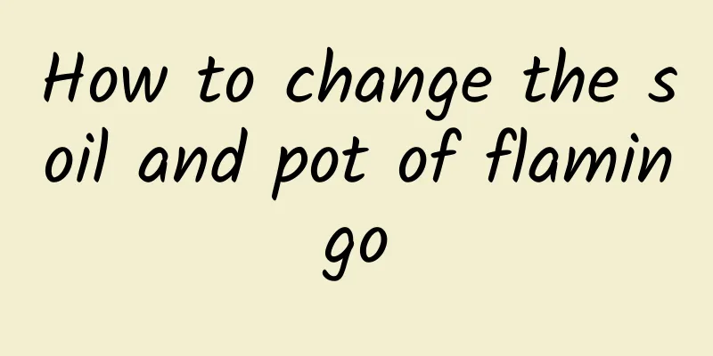 How to change the soil and pot of flamingo