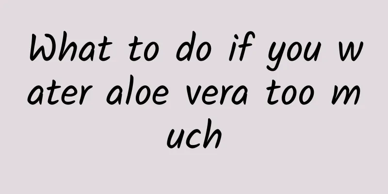 What to do if you water aloe vera too much