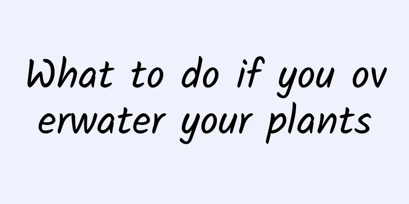 What to do if you overwater your plants