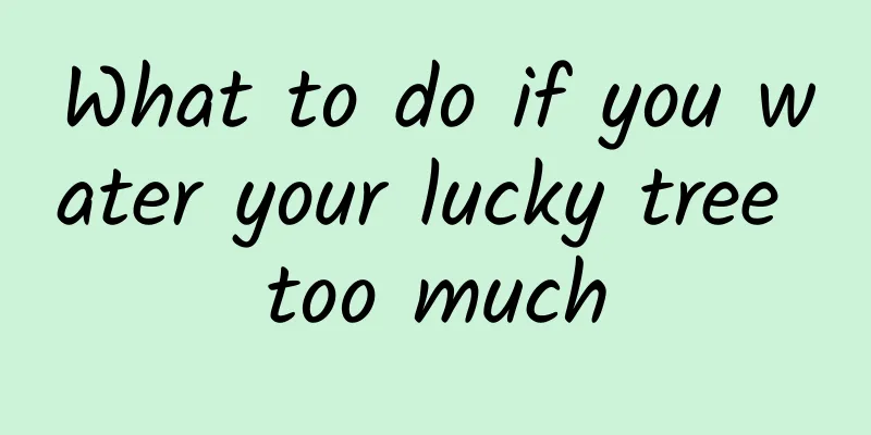 What to do if you water your lucky tree too much