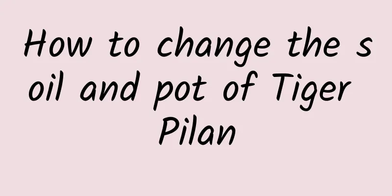 How to change the soil and pot of Tiger Pilan