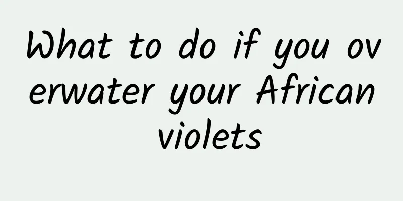 What to do if you overwater your African violets