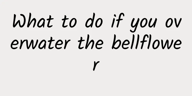 What to do if you overwater the bellflower