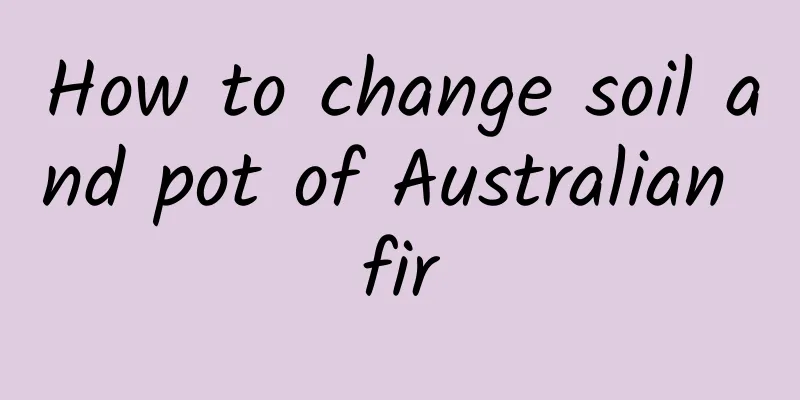 How to change soil and pot of Australian fir