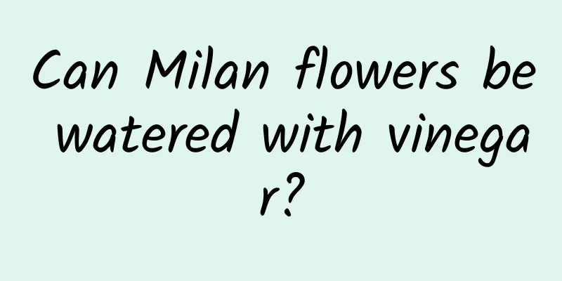 Can Milan flowers be watered with vinegar?