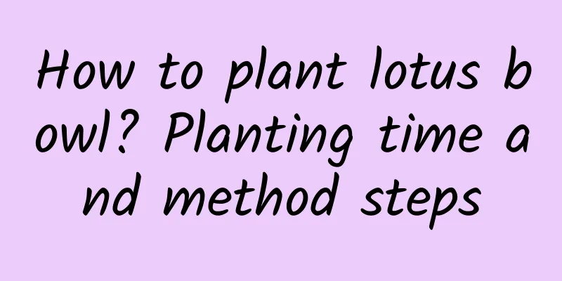How to plant lotus bowl? Planting time and method steps