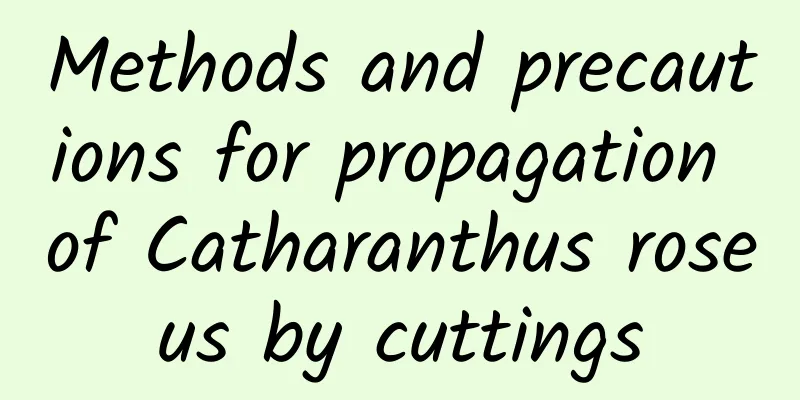 Methods and precautions for propagation of Catharanthus roseus by cuttings
