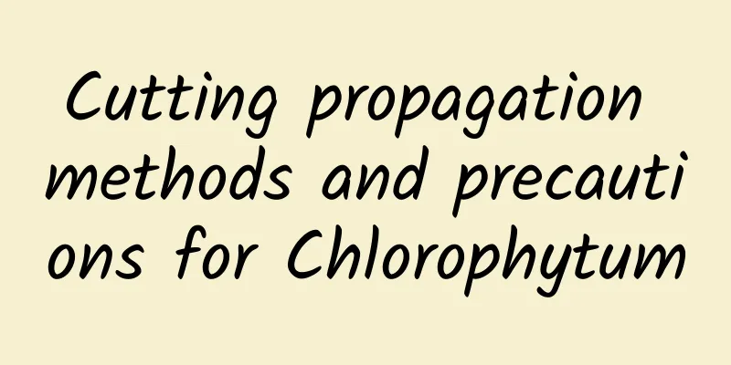 Cutting propagation methods and precautions for Chlorophytum