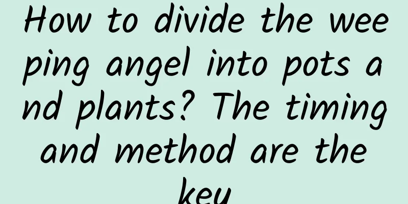 How to divide the weeping angel into pots and plants? The timing and method are the key