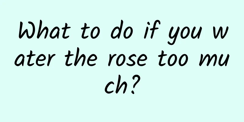 What to do if you water the rose too much?