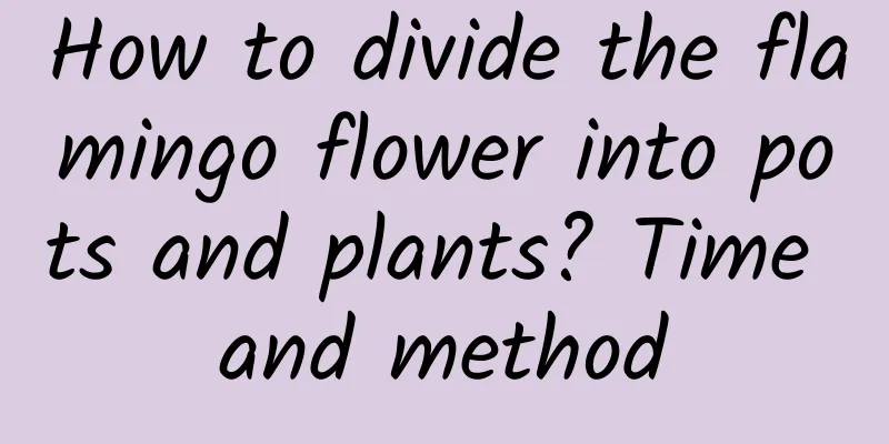 How to divide the flamingo flower into pots and plants? Time and method