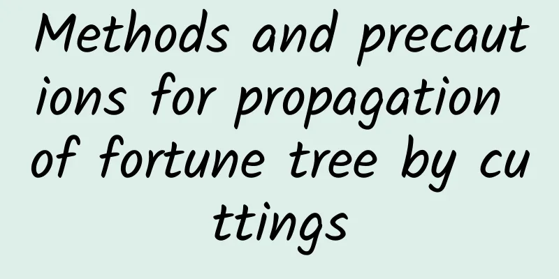 Methods and precautions for propagation of fortune tree by cuttings