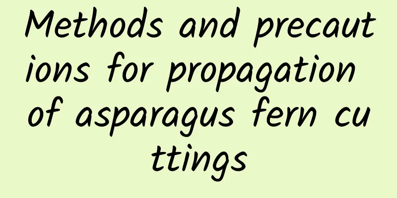 Methods and precautions for propagation of asparagus fern cuttings