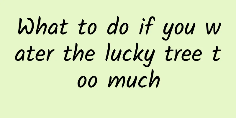 What to do if you water the lucky tree too much