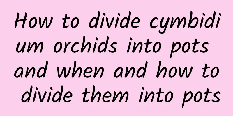 How to divide cymbidium orchids into pots and when and how to divide them into pots