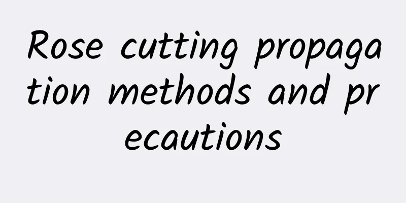 Rose cutting propagation methods and precautions