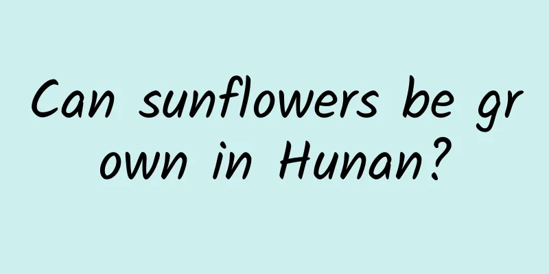 Can sunflowers be grown in Hunan?