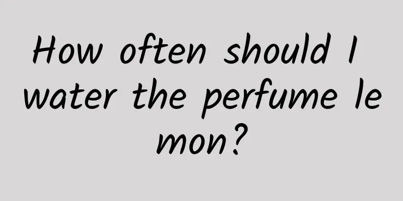 How often should I water the perfume lemon?