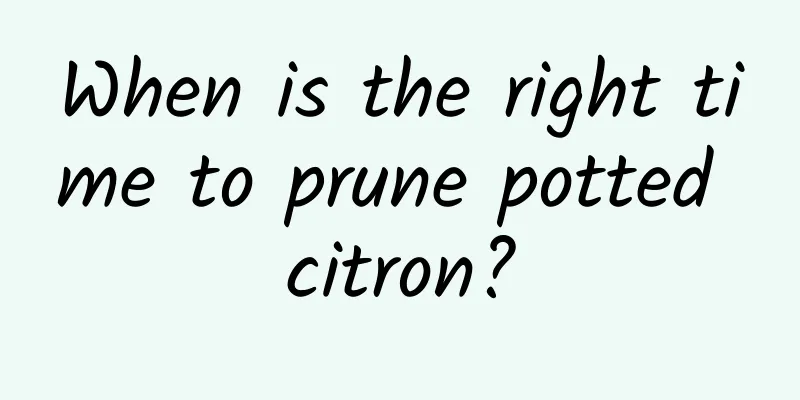 When is the right time to prune potted citron?