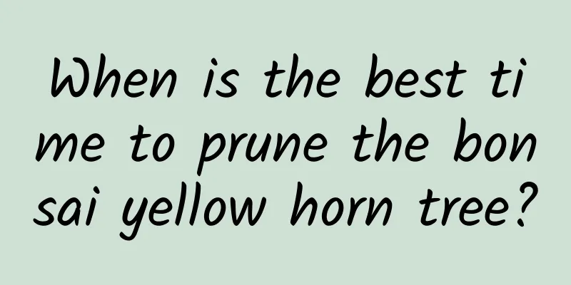 When is the best time to prune the bonsai yellow horn tree?
