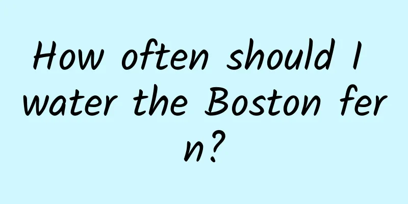 How often should I water the Boston fern?