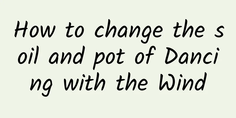 How to change the soil and pot of Dancing with the Wind