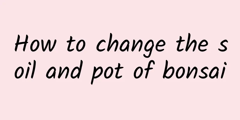 How to change the soil and pot of bonsai