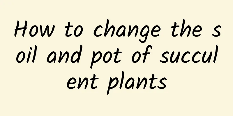 How to change the soil and pot of succulent plants