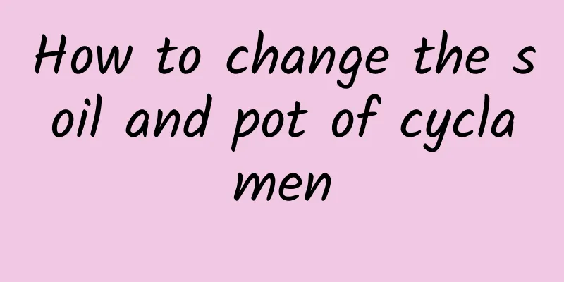 How to change the soil and pot of cyclamen