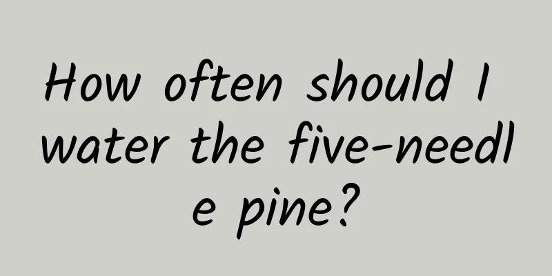How often should I water the five-needle pine?