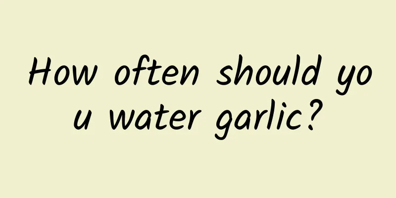 How often should you water garlic?