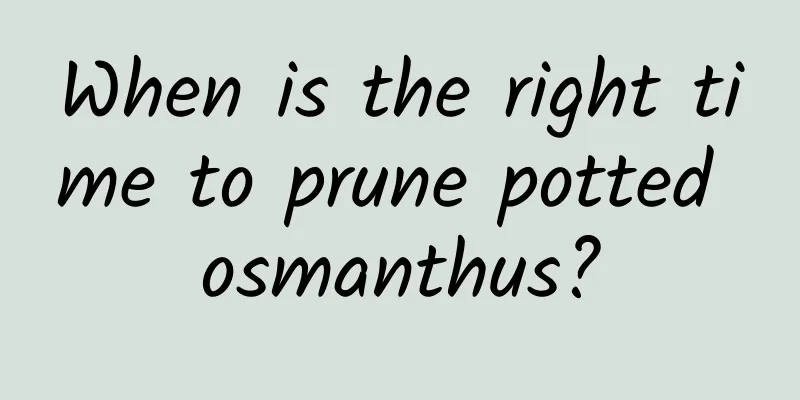 When is the right time to prune potted osmanthus?