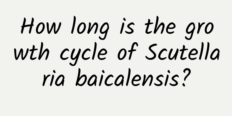 How long is the growth cycle of Scutellaria baicalensis?