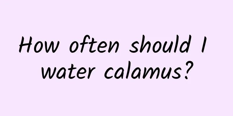 How often should I water calamus?
