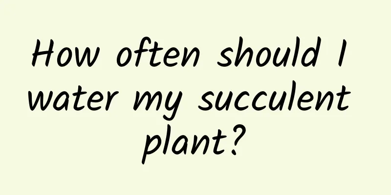 How often should I water my succulent plant?