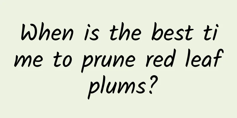 When is the best time to prune red leaf plums?
