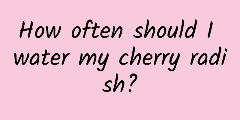 How often should I water my cherry radish?