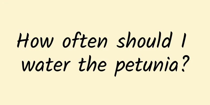 How often should I water the petunia?
