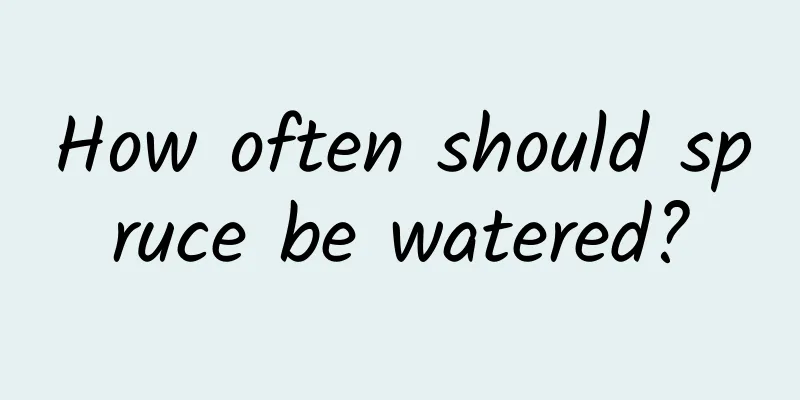How often should spruce be watered?