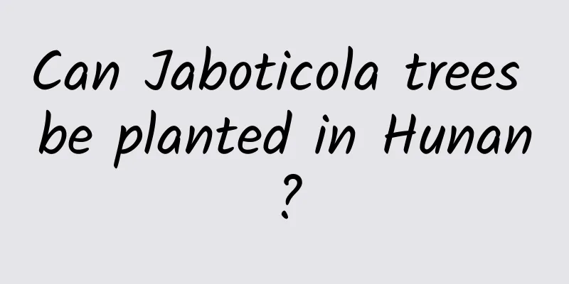 Can Jaboticola trees be planted in Hunan?