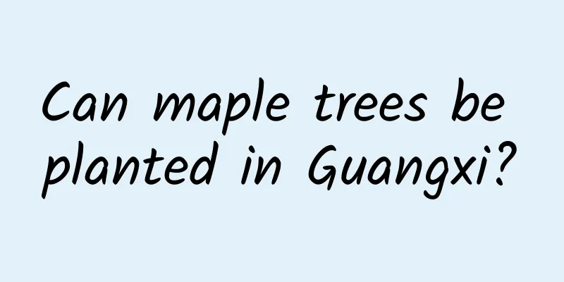 Can maple trees be planted in Guangxi?