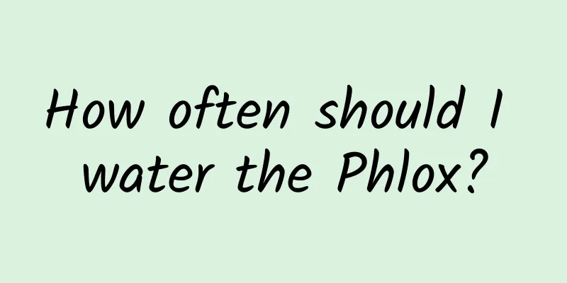 How often should I water the Phlox?