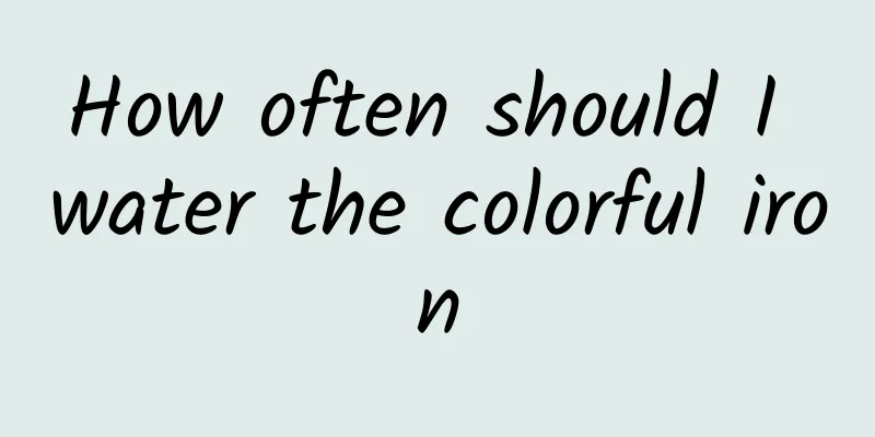 How often should I water the colorful iron