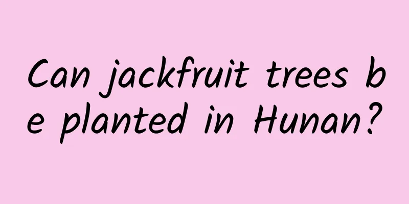 Can jackfruit trees be planted in Hunan?