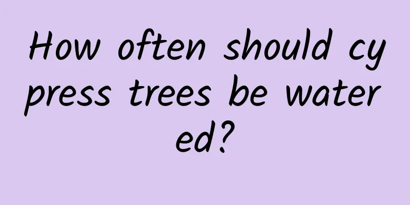 How often should cypress trees be watered?