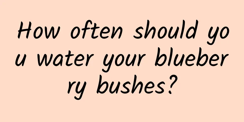 How often should you water your blueberry bushes?